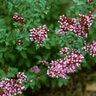 Origanum Laevigatum Herrenhausen Oregano