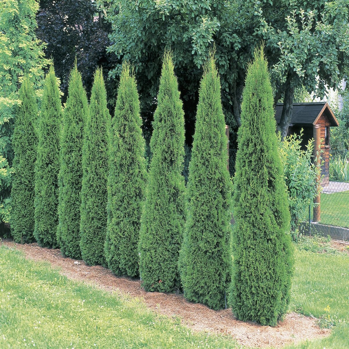 North Pole Arborvitae Growth Rate