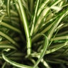 Carex Oshimensis Evergold Japanese Sedge SP4 Container