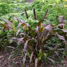 Pennisetum Glaucum Purple Majesty Ornamental Millet 1 gal. Container