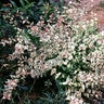 Abelia X Grandiflora Mardi Gras Glossy Abelia 3 gal. Container