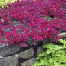 Petunia X Hybrida Wave Purple Spreading Petunia 1 gal. Container