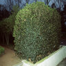 Osmanthus Heterophyllus False Holly 3 gal. Container