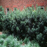 Osmanthus Heterophyllus False Holly 3 gal. Container