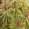 Euphorbia X Martinii Ascot Rainbow Spurge 1 gal. Container