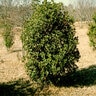 Osmanthus Heterophyllus False Holly 3 gal. Container