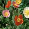 Papaver nudicaule Champagne Bubbles Mixture Icelandic Poppy 2 gal. Container