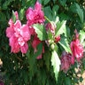 Hibiscus Syriacus Amplissimus Rose of Sharon 5 gal. Container