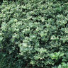 Pachysandra Terminalis Silver Edge Variegated Japanese Spurge SP3 Container