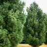 Pinus Strobus Fastigiata Eastern White Pine 6 ft. Height Ball and Burlap
