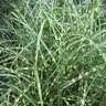 Miscanthus Sinensis Little Zebra Maiden Grass 2 gal. Container