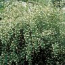 Philadelphus Coronarius Mock Orange 3 gal. Container