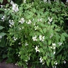 Philadelphus Lewisii Blizzard Mock Orange 3 gal. Container