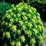 Euphorbia Polychroma Cushion Spurge 1 gal. Container