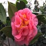 Camellia Japonica Ack-Scent Camellia 15 gal. Container