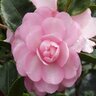 Camellia Sasanqua Pink Snow Camellia 6 ft. Height Ball and Burlap