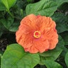 Hibiscus rosa-sinensis Orange Seduction Garden Debut Tropical Hibiscus 5 gal. Container
