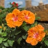 Hibiscus rosa-sinensis Orange Seduction Garden Debut Tropical Hibiscus 5 gal. Container