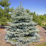 Picea pungens Baby Blue Blue Spruce 10 gal. Container
