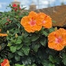 Hibiscus rosa-sinensis Orange Seduction Garden Debut Tropical Hibiscus 5 gal. Container