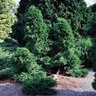 Thuja Occidentalis Malonyana Arborvitae