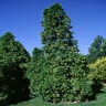 Thuja Occidentalis Malonyana Arborvitae