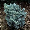 Picea Pungens Glauca Globosa Blue Spruce 6 gal. Container