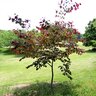 Cercis Canadensis Forest Pansy Eastern Redbud 45 gal. Container