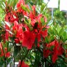Rhododendron X Amagasa Azalea 3 gal. Container