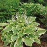 Hosta Tambourine Plantain Lily