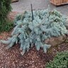Picea Pungens Procumbens Blue Spruce 6 gal. Container