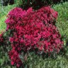 Rhododendron X Christmas Cheer Azalea