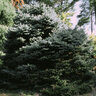 Picea Pungens Thume Blue Spruce