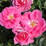 Rosa X Carefree Wonder Shrub Rose 3 gal. Container