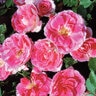 Rosa X Carefree Wonder Shrub Rose 3 gal. Container