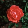 Rosa X Tropicana Hybrid Tea Rose 3 gal. Container