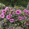 Hibiscus X Summerific Berry Awesome Proven Winners Rose Mallow 3 gal. Container
