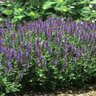 Salvia Nemorosa Blue Hill Woodland Sage 1 gal. Container