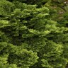 Chamaecyparis Obtusa Tempelhof Hinoki Falsecypress 2 gal. Container