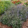 Salvia Sinaloensis Blue Sage 1 gal. Container