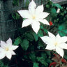 Clematis Gillian Blades Early Large-flowered Clematis