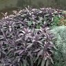 Salvia Officinalis Purpurascens Sage 1 gal. Container
