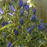 Gentiana X True Blue Closed Bottle Gentian