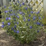Gentiana X True Blue Closed Bottle Gentian
