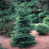 Cryptomeria Japonica Gyokuryu Japanese Cedar 6 ft. Height Ball and Burlap