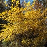 Lindera Benzoin Spicebush 6 ft. Height Ball and Burlap