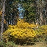 Lindera Benzoin Spicebush 6 ft. Height Ball and Burlap