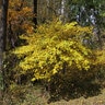 Lindera Benzoin Spicebush 6 ft. Height Ball and Burlap