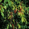 Lindera Benzoin Spicebush 6 ft. Height Ball and Burlap
