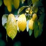 Lindera Benzoin Spicebush 6 ft. Height Ball and Burlap